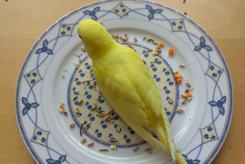 Fundmeldung Vogel Unbekannt Valencin Frankreich