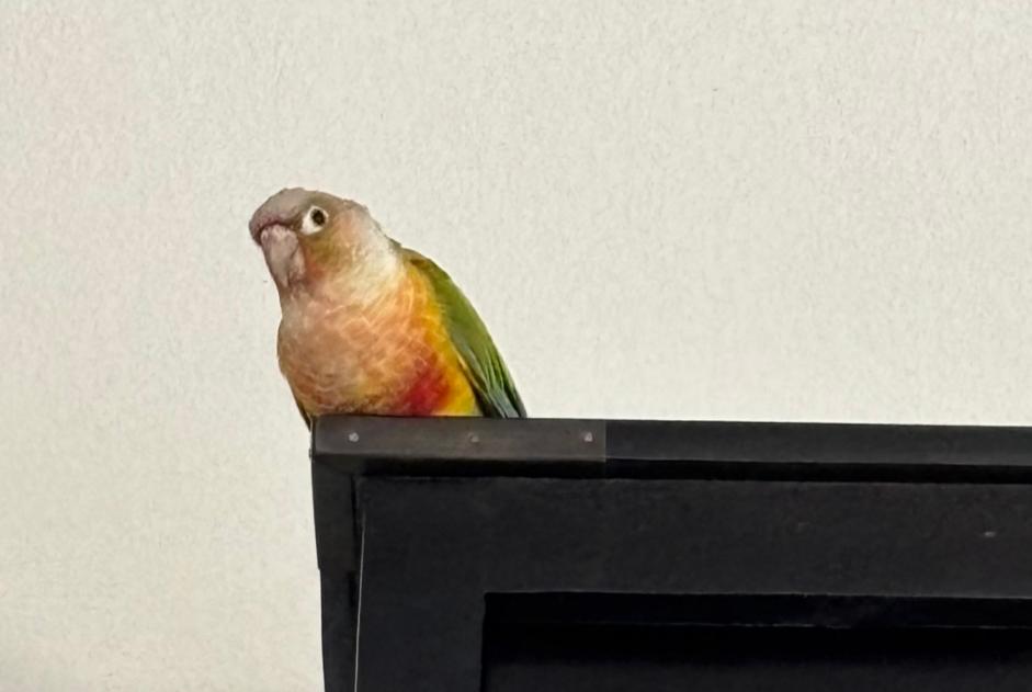 Fundmeldung Vogel Unbekannt Montpellier Frankreich