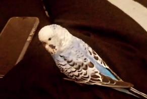 Disappearance alert Bird Male , 2025 years Sorgues France