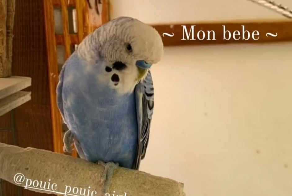Disappearance alert Bird Male , 2025 years Sorgues France