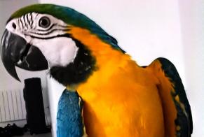 Alerte Disparition Oiseau Femelle , 2025 ans Bonnefamille France