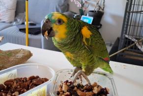 Alerte Disparition Oiseau Mâle , 2025 ans Peypin France