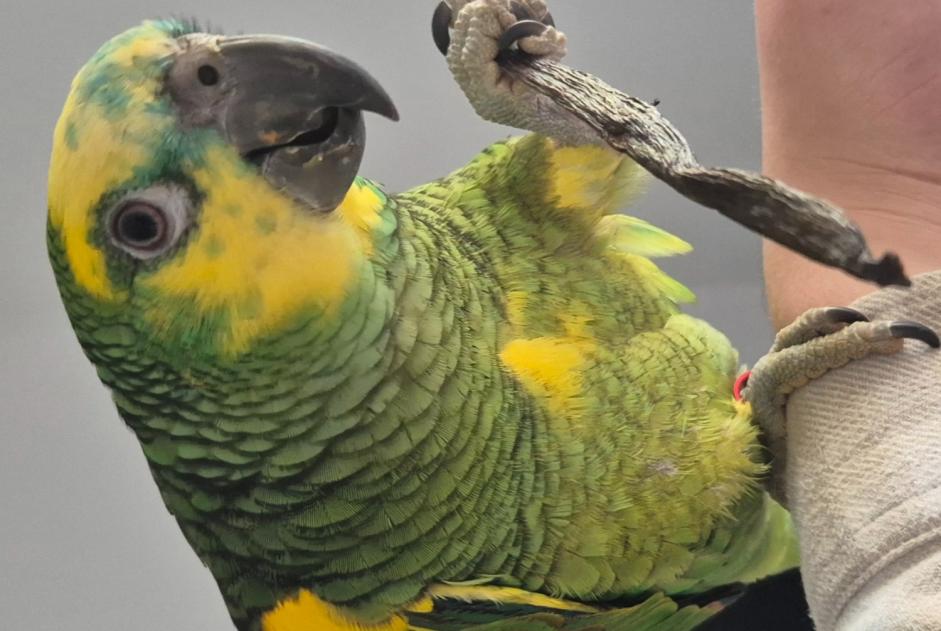 Alerte Disparition Oiseau Mâle , 2025 ans Peypin France