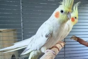 Alerte Disparition Oiseau Mâle , 2025 ans Baisieux France