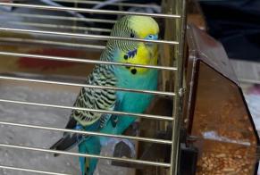 Alerta descoberta Pássaro Macho La Bresse France