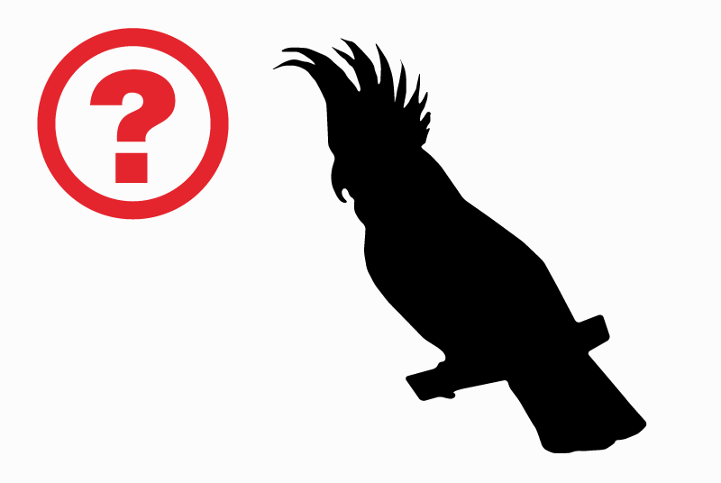 Alerte Disparition Oiseau Femelle , 2025 ans Lons-le-Saunier France